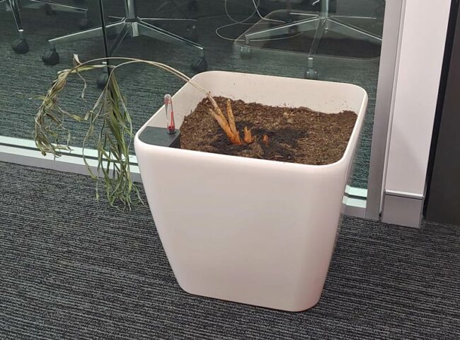 They say plants around the office help to improve morale