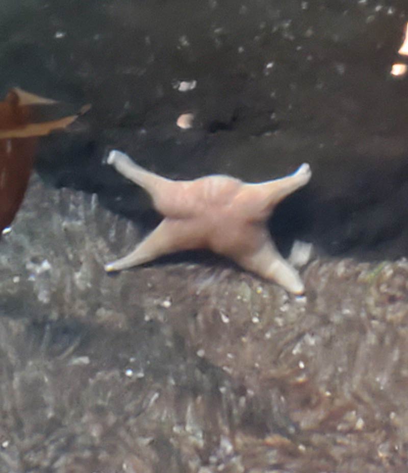 This starfish looks like a struggling piece of raw chicken