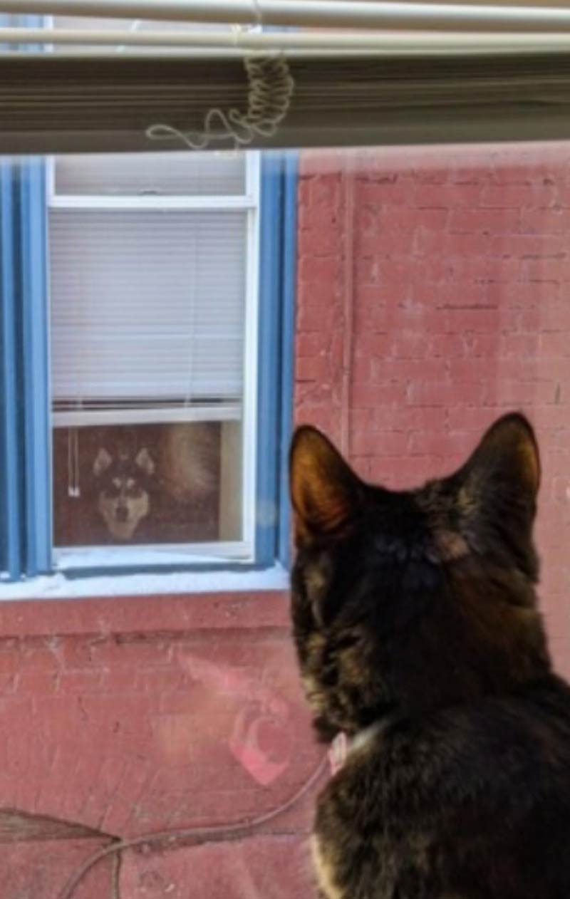 My cat and the neighbor's dog staring each other down everyday. This is their lives now