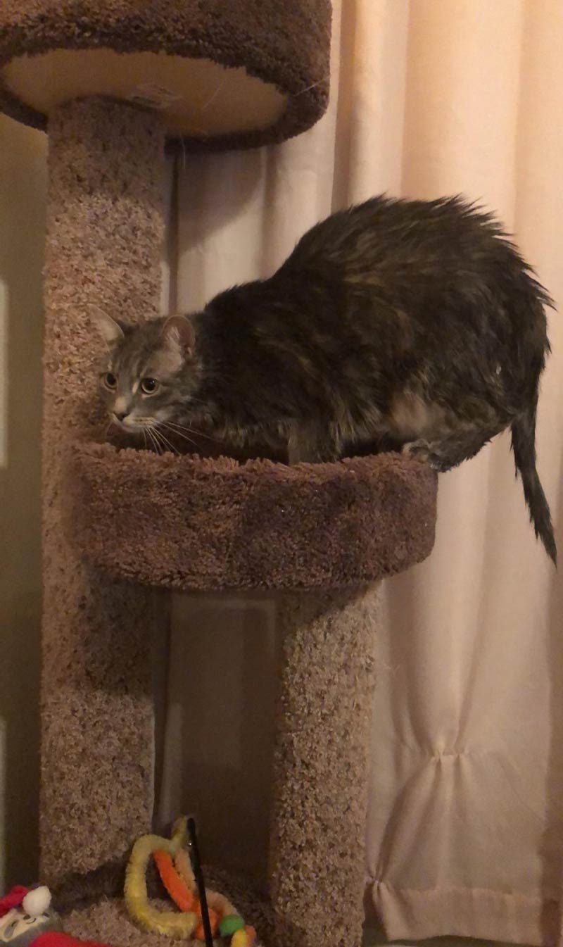 I had to give my roommate’s cat a bath and I didn’t want to wash her face because she would freak out. But I wish I had, as she now looks like a big ass rat with a cat’s face