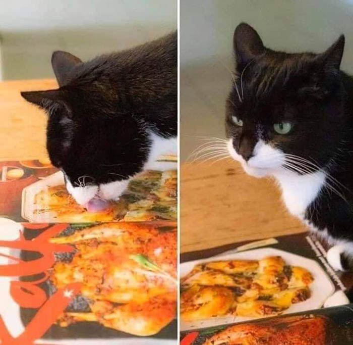 I don't know what I like more, the fact the cat licked an image of a cooked chicken, or the disappointment in his eyes