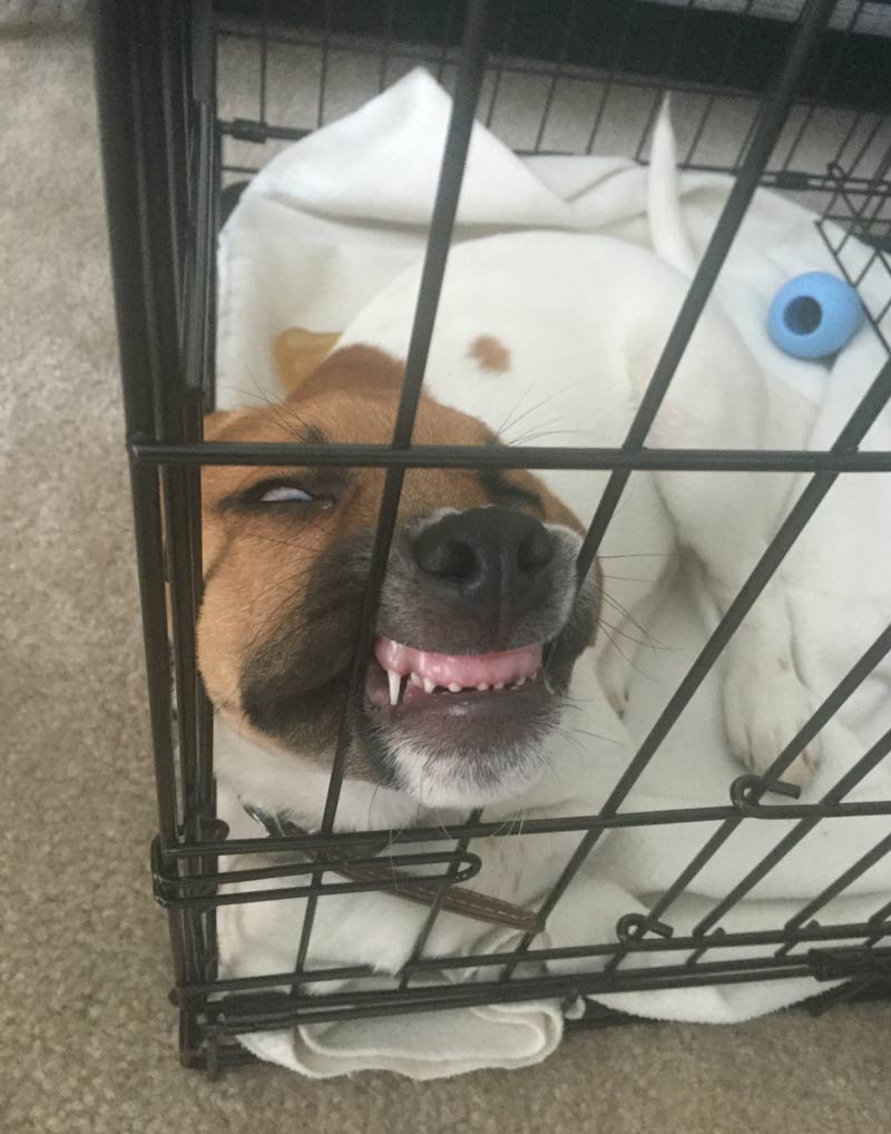 My puppy fell asleep in his crate while staring at me, and turned into an evil incarnate