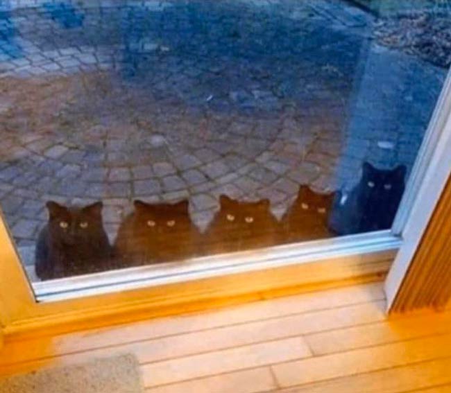 Hello, we know you are single and over 40. Let us in!