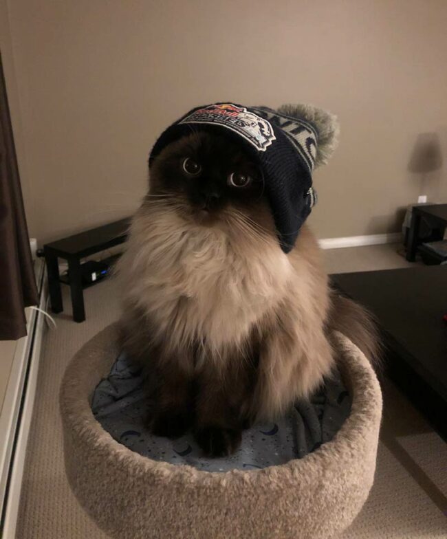 My friend's cat in a hat