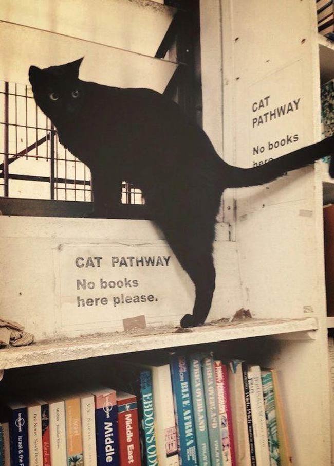 Cat pathway