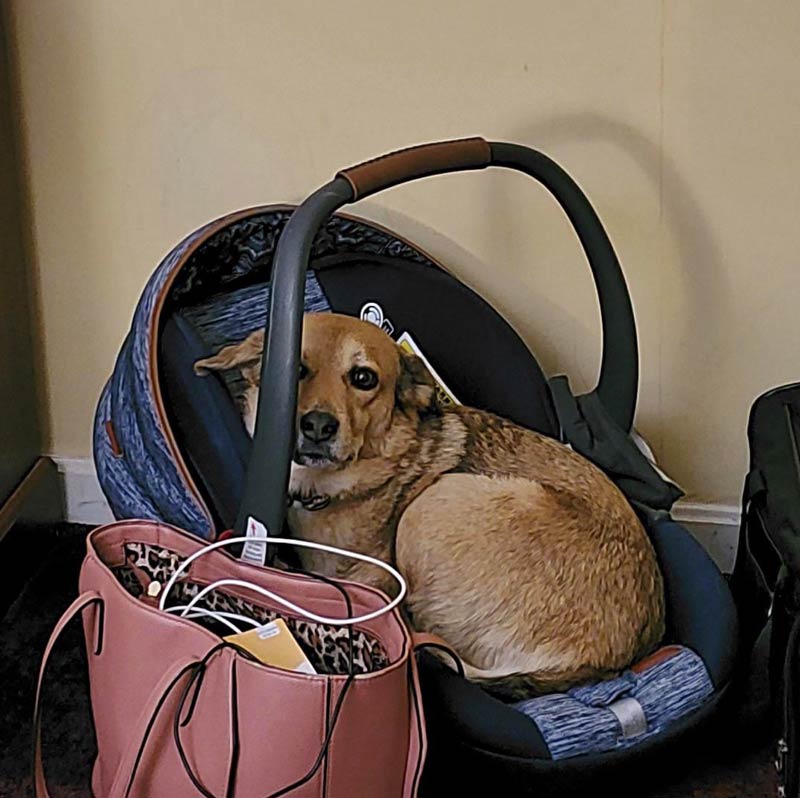 My husband and I are traveling with our baby, cat, and dog. We stopped at a hotel for the night to get some rest, and I couldn’t find my dog. I look around and see this