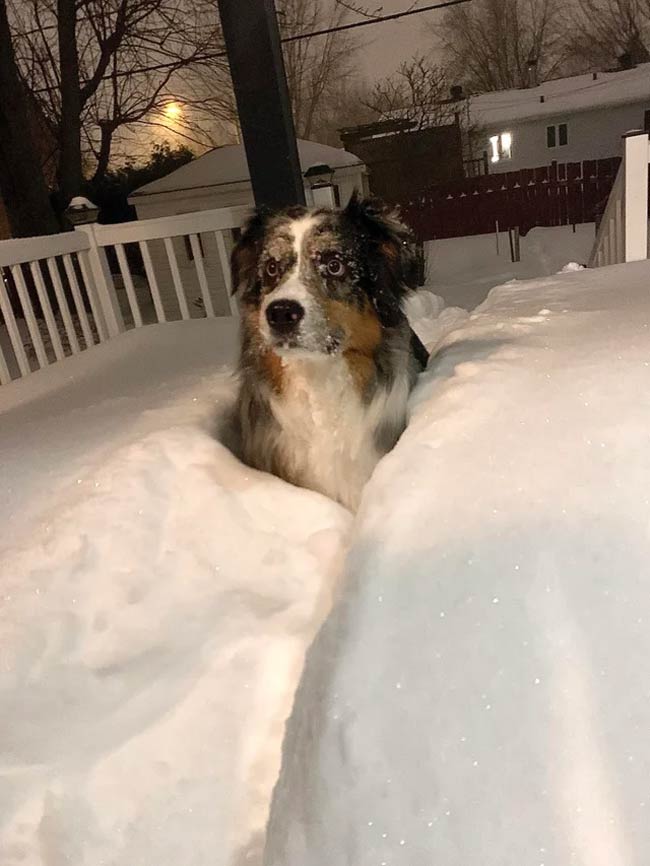 We had a lot of snow today. Dog for scale
