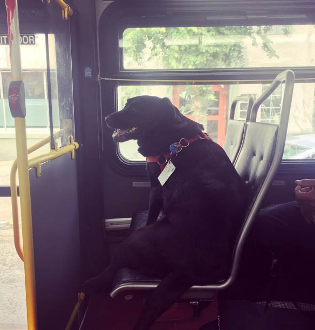 This is Eclipse. Every day she leaves her house by herself, and takes the bus downtown to the dog park. She even has her own bus pass attached to her collar