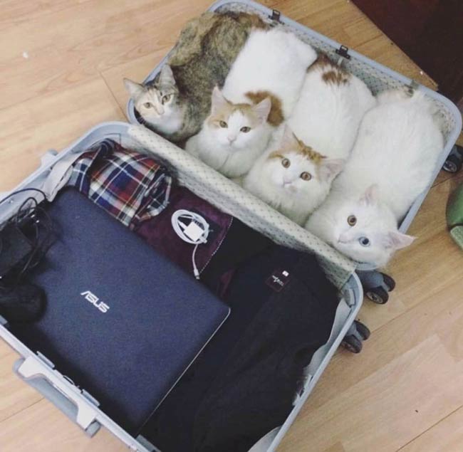 Don't forget to pack your loaves