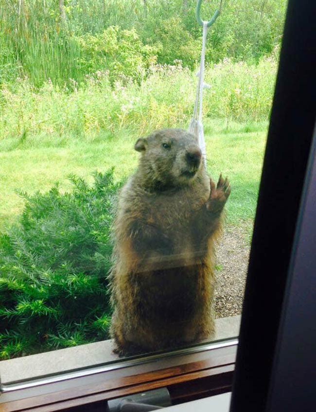 In honor of Groundhog Day I present you the groundhog at my mothers office, who didn’t care about his shadow. He cared about the bird feeder and was pissed that it was empty