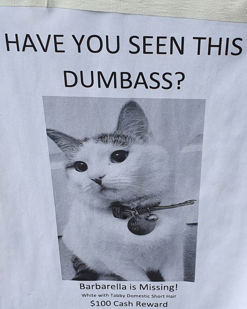 This missing cat poster in my neighborhood