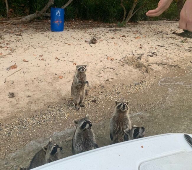 Bahamas has Pig Beach, in Miami we have Raccoon Lagoon