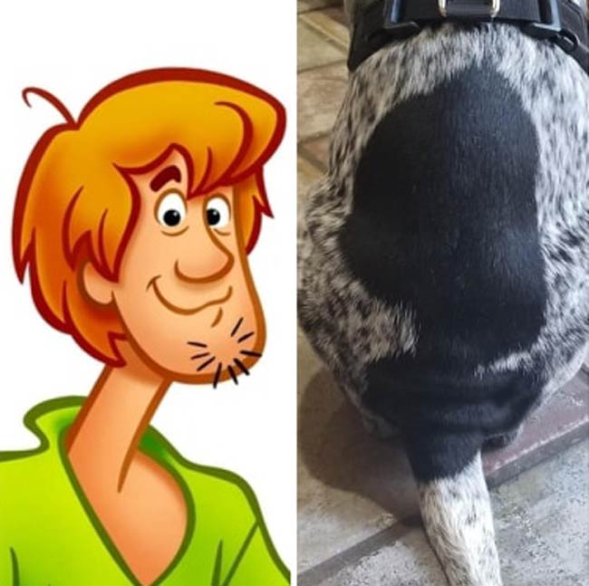 We finally figured out what the spot on our dog's back looks like