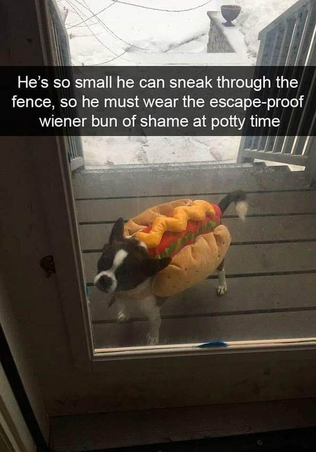 Wiener of Shame!