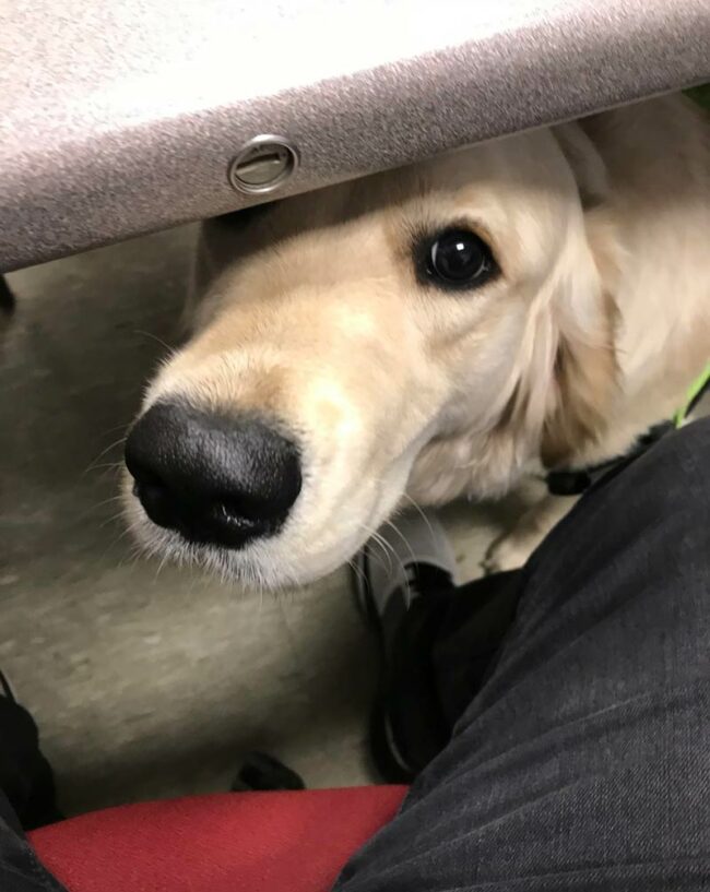 I work in IT at a university, I had to upgrade a professor’s computer and they had a therapy dog. This sweet girl kept me company the whole time I worked!