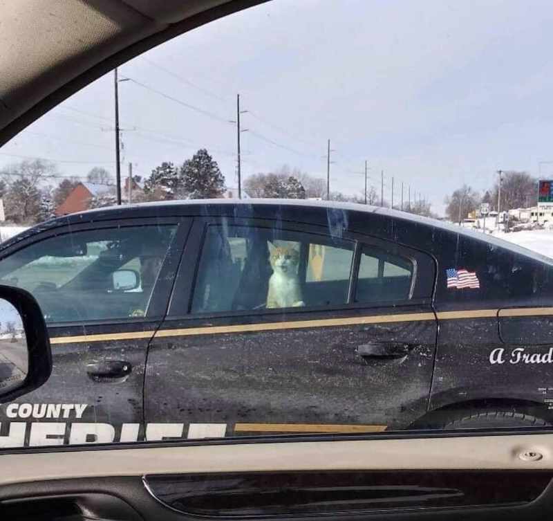 Arrested for Purrglary