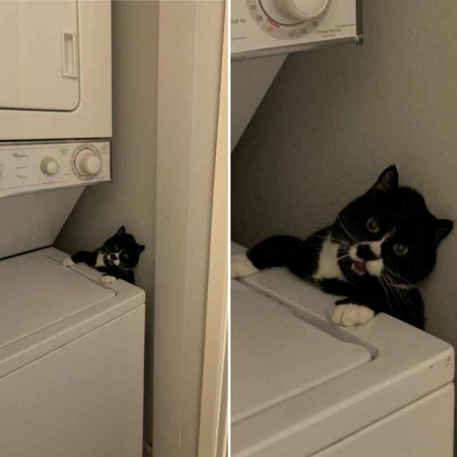 My poor cat got stuck in the laundry room
