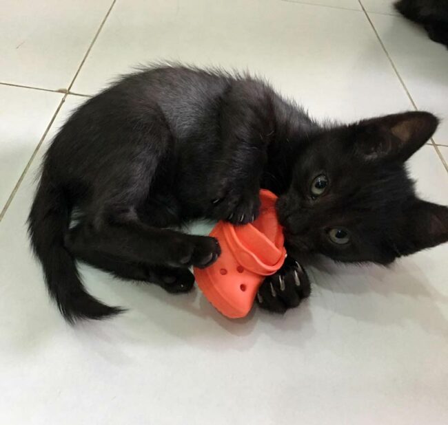 Giant panther attacks helpless baby croc