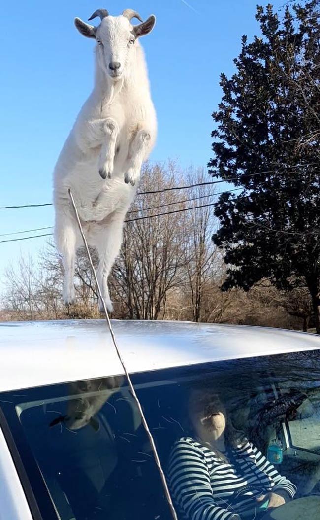 My mom’s goat dances on her car whenever she gets back home