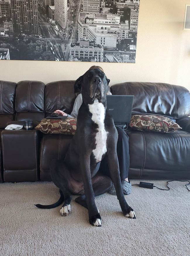Taking a picture of my wife, then.. Great Dane problems..