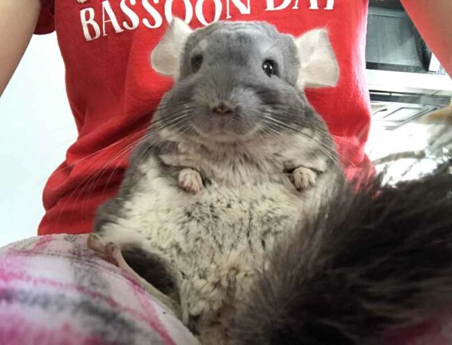Most chinchillas don’t sit in laps, but Linus is a special little guy!