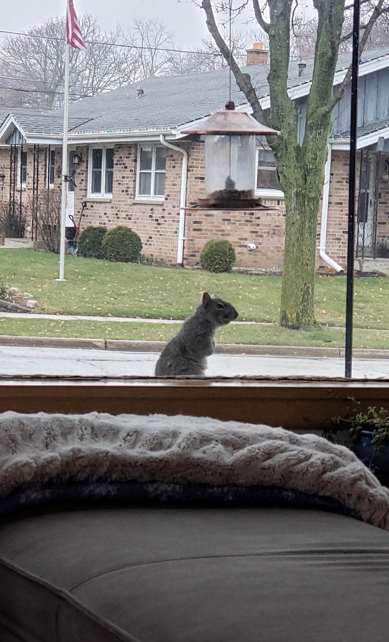 Meet Frank. He comes each day, checks in and watches the morning news. My dachshund considers him a friend now, doesn't even bark anymore