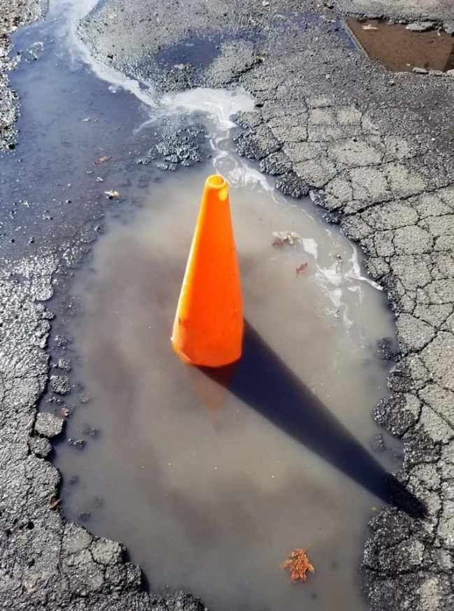 First sign of Spring - The NJ state flower is popping up