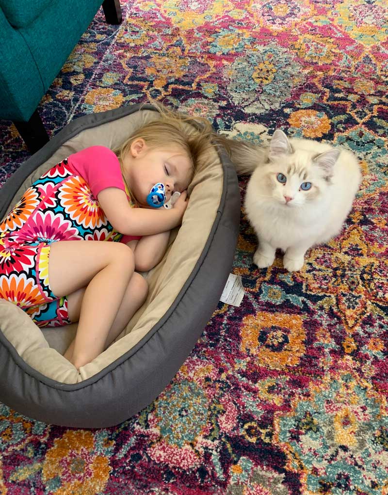 Tiny human steals cat’s bed at nap time