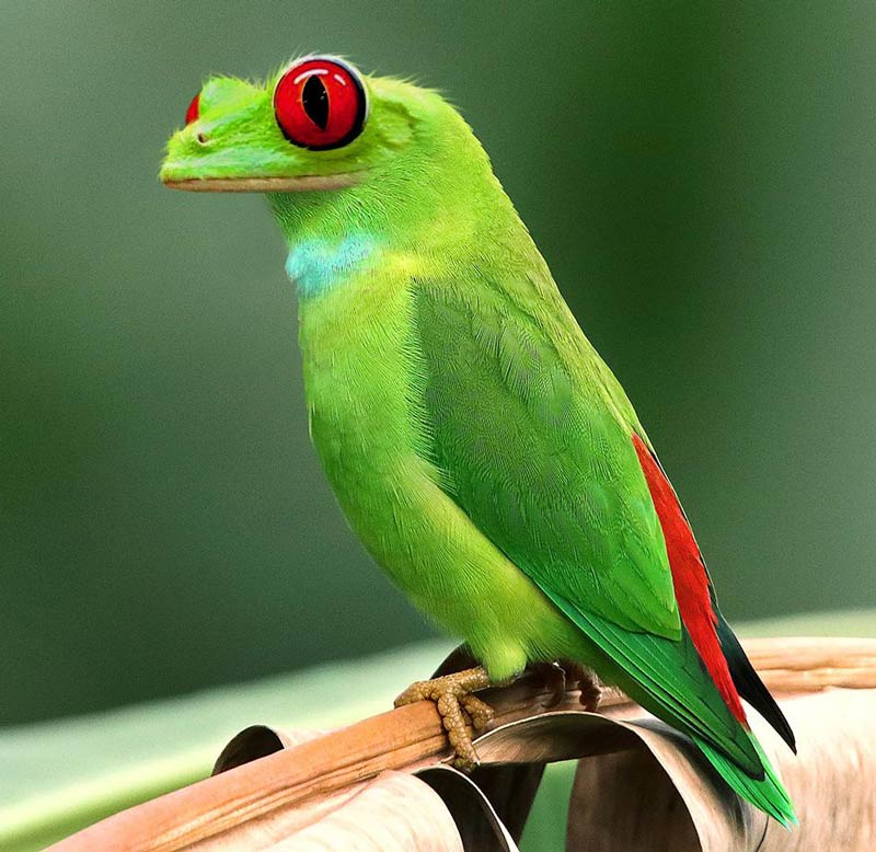 This tree frog bird I photoshopped