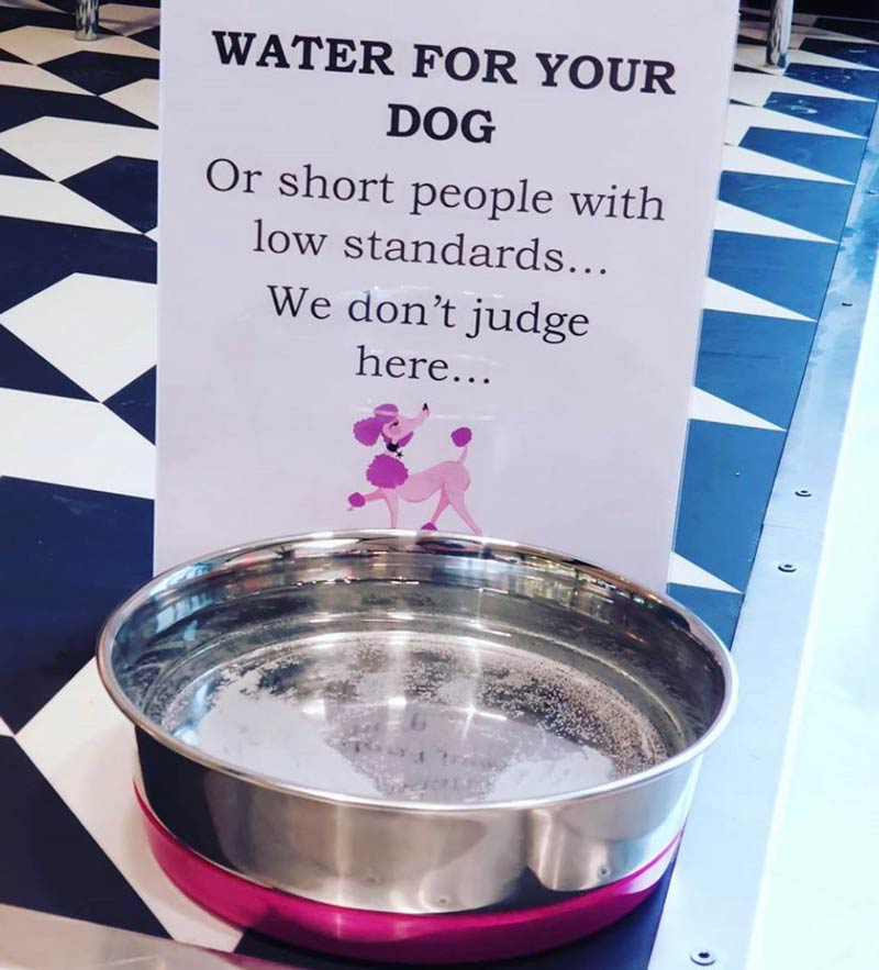 Water for your dog..