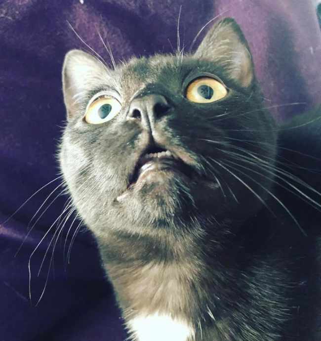 First time my cat seeing the ceiling fan turned on