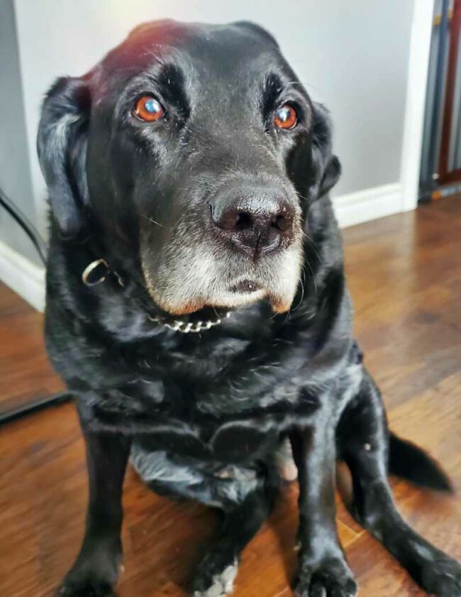 This is Marley. She is 15 years old, loves food and loves to cuddle. She is the biggest puppy at heart!