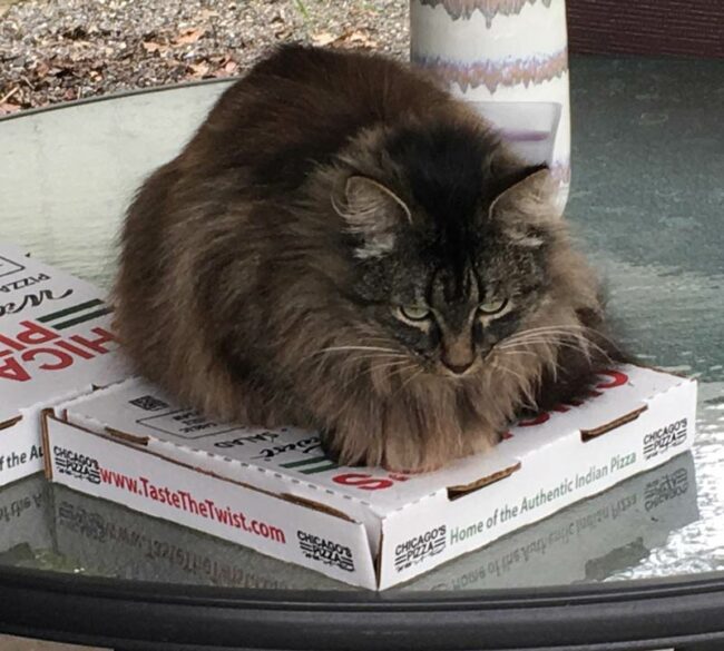 I had pizza delivered, I set it down on my patio table for one minute and came back to this