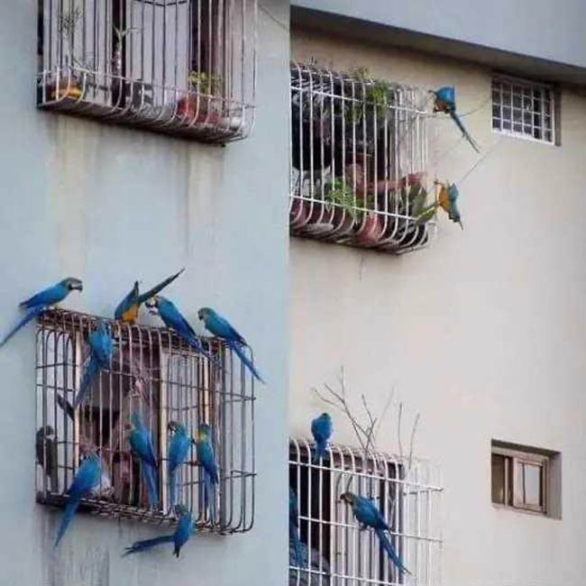 Birds visiting humans stuck in cages