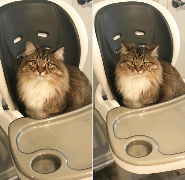 My cat’s face before and after my wife told her that the highchair is not for her