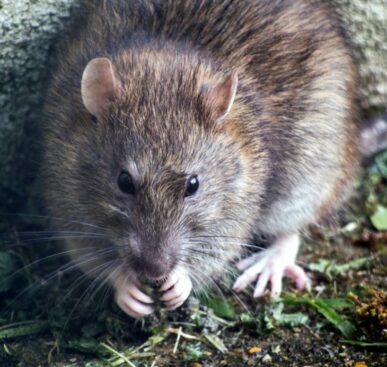 Some Interesting but Strange Facts about Rats!!!