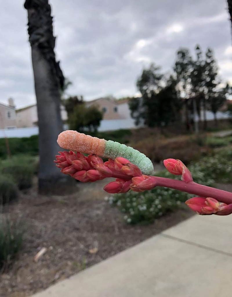 The rather friendly gummy worm which is rarely seen in its natural habitat