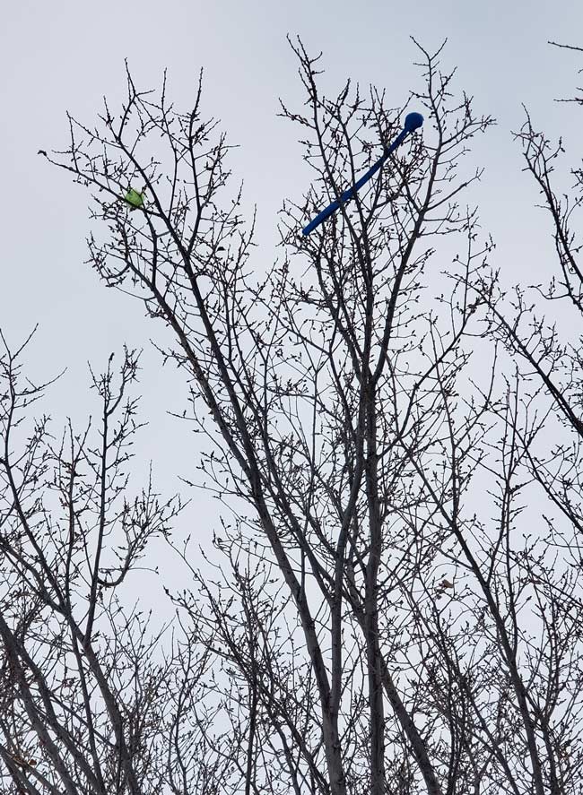 My dog's ball got stuck in a tree, so I tried to use the ball launcher to knock it loose, and that just made it worse