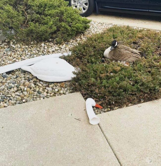 Tried to use a decoy to send a message. The goose received it and sent one back