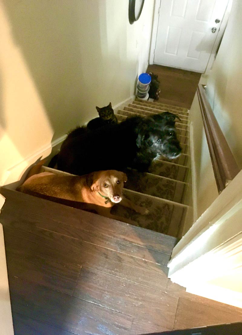 Apparently one of them turned on the new Roomba while I was sleeping upstairs. I opened the door to see this crew all hiding from the noise