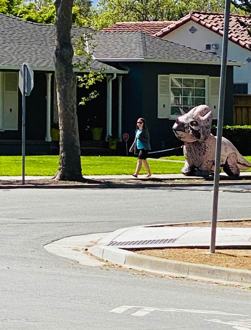 My neighbor out walking her triceratops