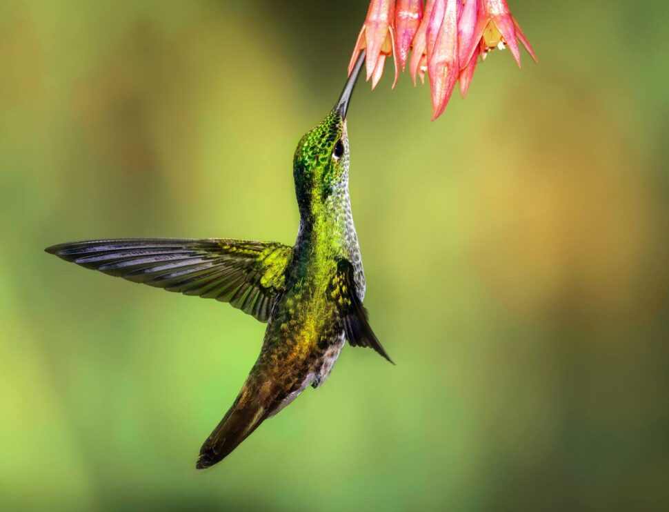 Andean Emerald hummingbird at Tandayapa Lodge, Ecuador | Odd Stuff Magazine