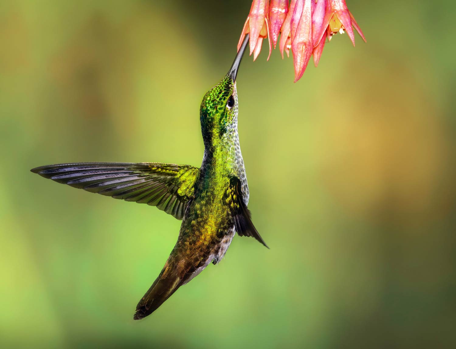 Andean Emerald hummingbird at Tandayapa Lodge, Ecuador