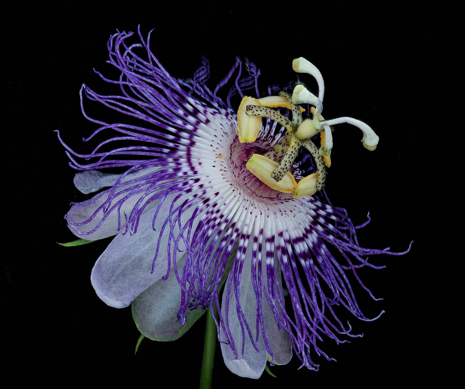 The Carpenter bee flower. This is one of the passion flowers, Passiflora Incarnata, designed to be pollinated by Carpenter bees, which fit right in and are daubed by pollen