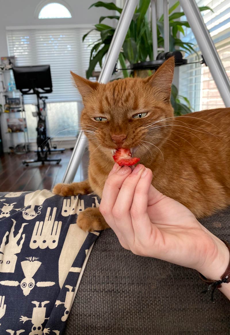 Hunter isn’t sure if he likes Strawberries