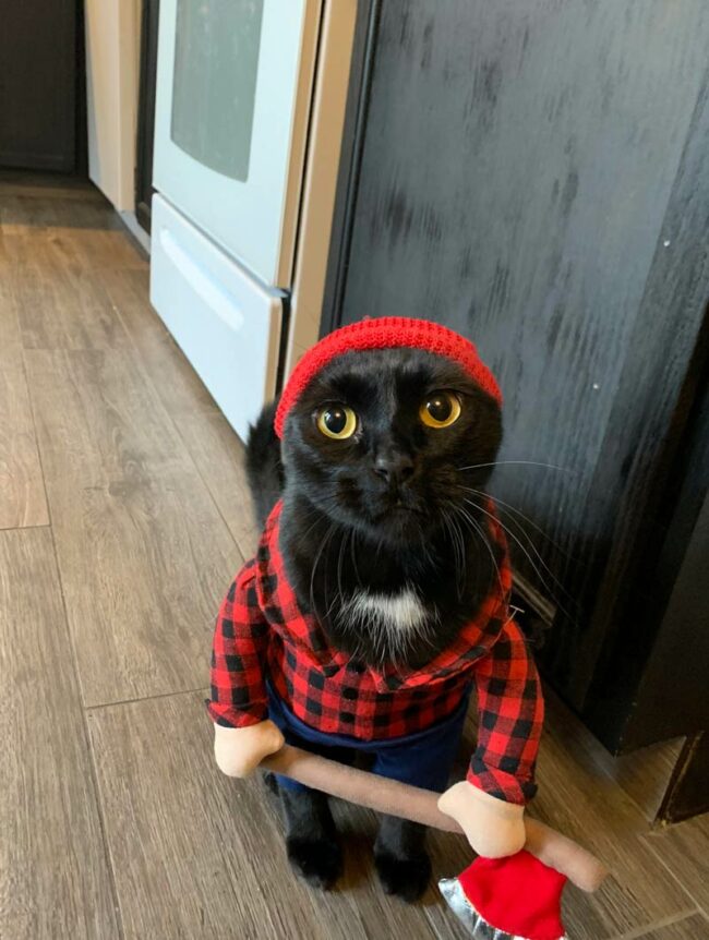 Cat lumberjack costume