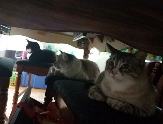 My brother caught his cats having a council to plot his inevitable demise