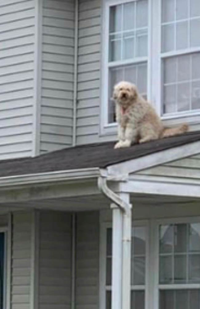 My neighbors do this thing where they leave the window open every morning, so their dog can sit on the roof and people watch