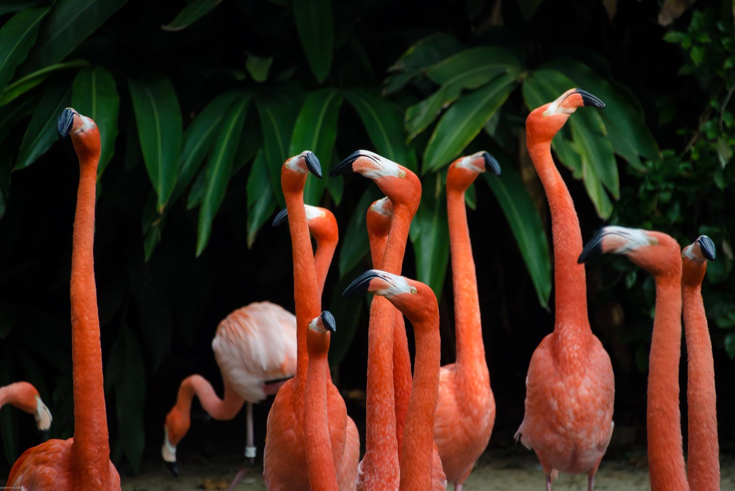 Flamingos in San Diego, United States