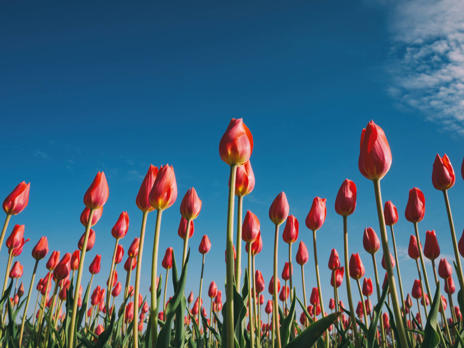 Red tulips under a blue sky